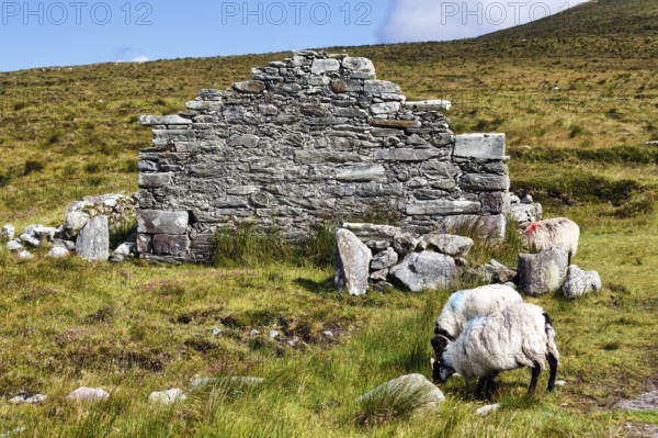 Sheep grazing in front of a ruined stone house in a meadow, abandoned village, settlement near