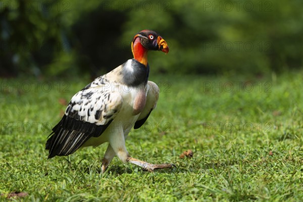 King vulture (Sarcoramphus papa), cock, vulture birds (Aegypiinae), Laguna del Lagarto Lodge,