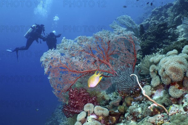 Divers explore reef with red knot fan (Melithaea ochracea), other soft corals and fish in tropical