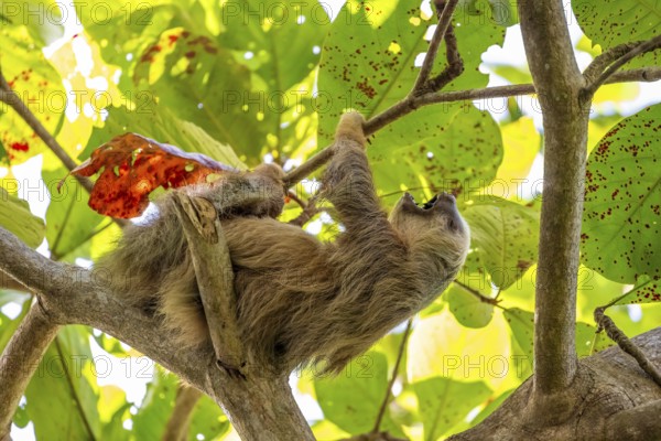 Hoffmann's two-fingered sloth (Choloepus hoffmanni) on a branch, yawning, Cahuita National Park,