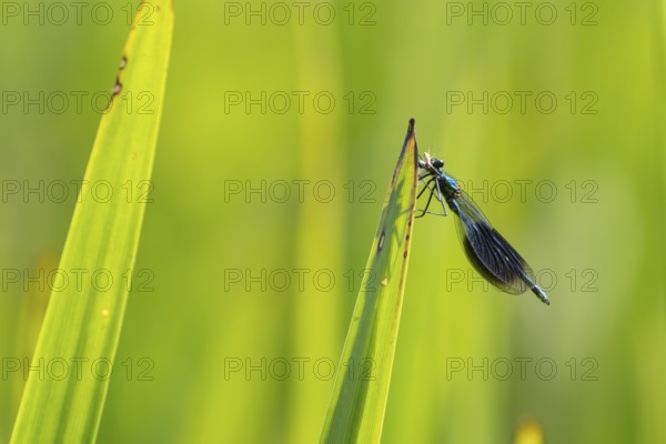 Banded demoiselle damselfly (Calopteryx splendens) adult male insect feeding on a small insect on a