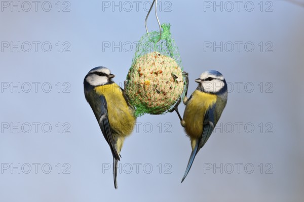 Blue tit (Cyanistes caeruleus, syn.: Parus caeruleus), two birds at a tit dumpling, winter feeding