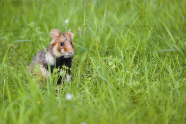 A European hamster (Cricetus cricetus), Eurasian hamster, black-bellied hamster or common hamster,