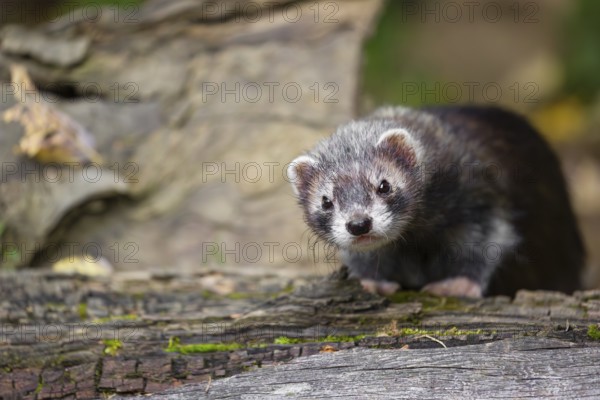 A young male ferret (Mustela putorius furo) sits at a dead branch of a tree, looking around