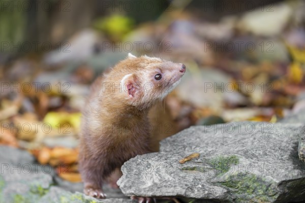A male ferret (Mustela putorius furo) stands on rocky terrain behind a little rock