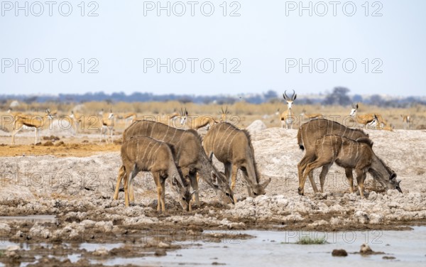 Greater kudu (Tragelaphus strepsiceros), group, drinking at waterhole, Nxai Pan National Park,