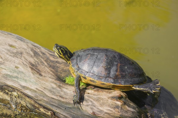 A yellow-bellied slider (Trachemys scripta) rests on a rotting log lying in the water of a pond