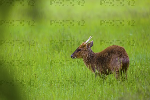One male Reeves's muntjac (Muntiacus reevesi) stands on a green meadow