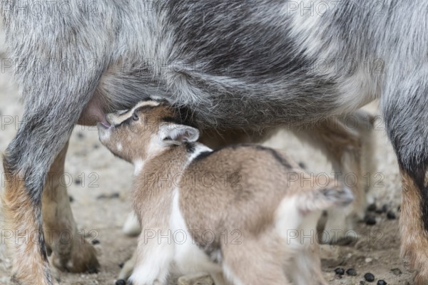 Pygmy goat mom, Capra hircus, suckling her newborn (s) on rocky soil
