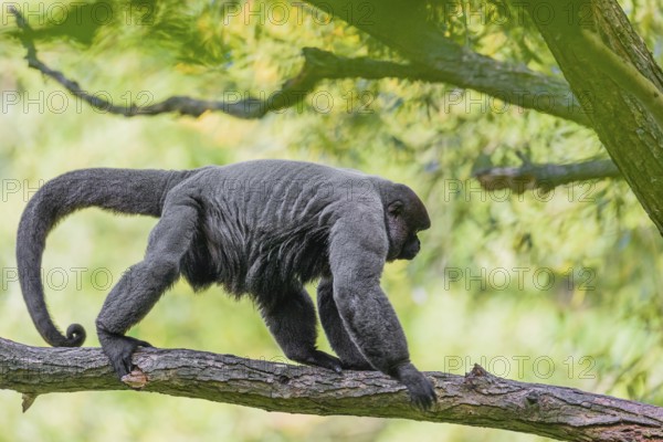A common woolly monkey, brown woolly monkey, or Humboldt's woolly monkey (3) (Lagothrix