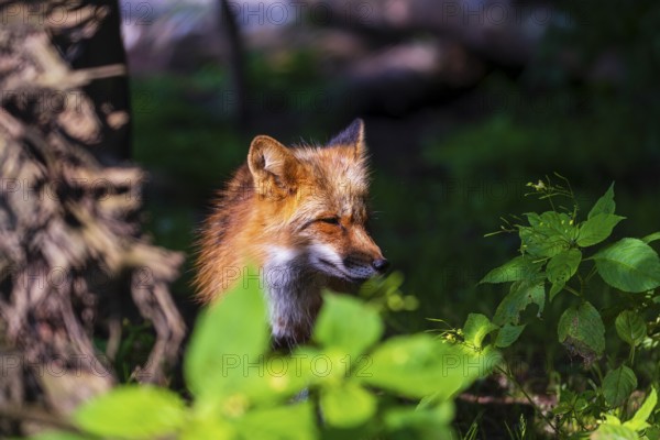 One adult red fox, Vulpes vulpes, standing in the undergrowth of a forest edge
