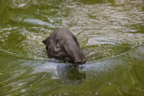 A Malayan tapir (Acrocodia indica) swims in a river