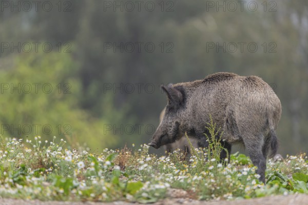 One adult wild boar or wild pig (Sus scrofa) searching for food on a flowering meadow in late
