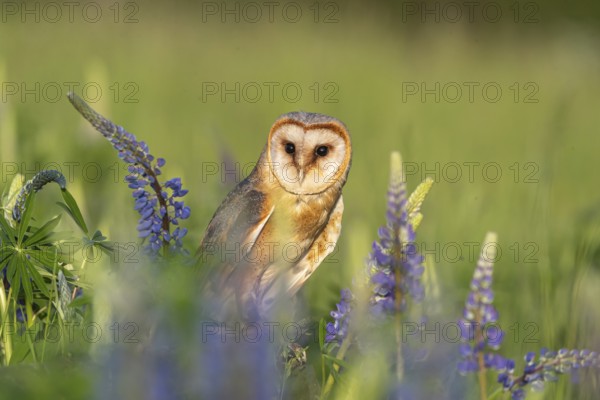 One barn owl (Tyto alba) sitting on a branch lying in a field of flowering lupines in late evening
