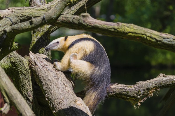 A southern tamandua (Tamandua tetradactyla), climbs up a tree in a forest
