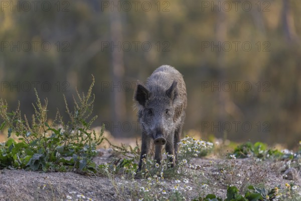 One adult wild boar or wild pig (Sus scrofa) searching for food on a flowering meadow in late