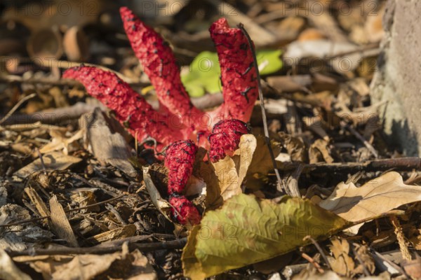 Octopus stinkhorn, Clathrus archeri, fungus