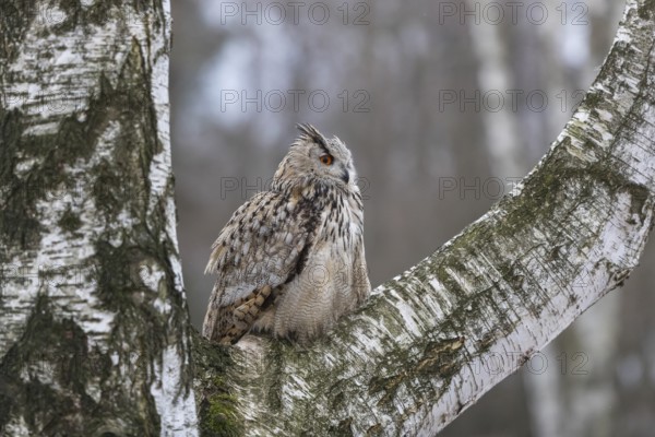 One Siberian Eagle Owl (Bubo bubo sibiricus) sitting on a branch of a birch tree