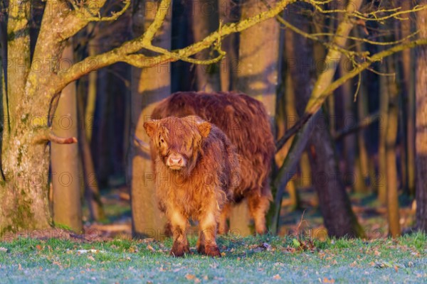 One Highland calf (Bos (primigenius) taurus) stands at a forest edge