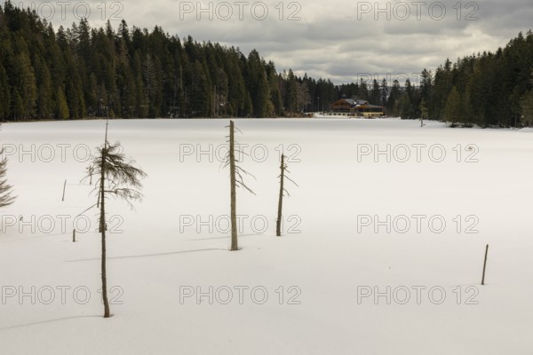 Lake Grosser Arbersee in late winter. The lake and the adjacent forest are snow covered. Germany,