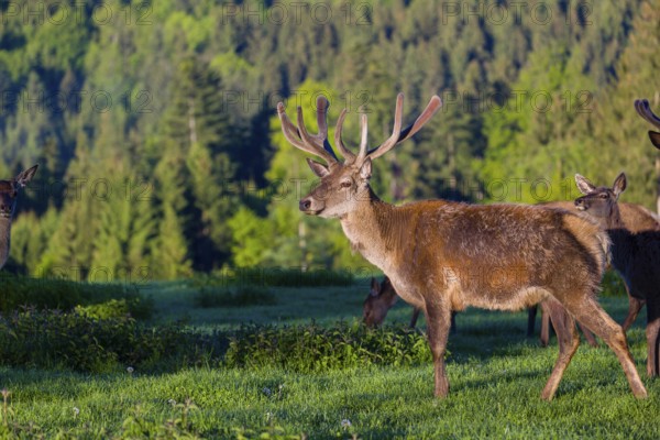 One male Altai maral, Altai wapiti or Altai elk (Cervus canadensis sibiricus) stands on a meadow in