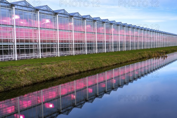 Large greenhouses for cucumbers and strawberries, over 10 hectares, the plants are artificially