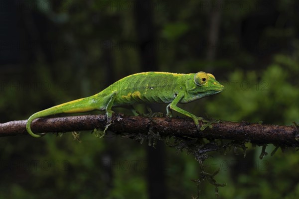 Male chameleon (Calumma marojezenze) in the rainforests of Marojejy National Park, north-east
