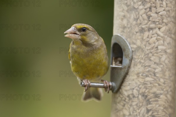 European greenfinch (Chloris chloris) adult bird feeding on a garden bird feeder with sunflower