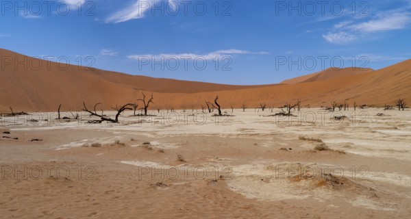 A dry desert landscape with withered trees under a blue sky, Dead camel thorn trees in Deadvlei,