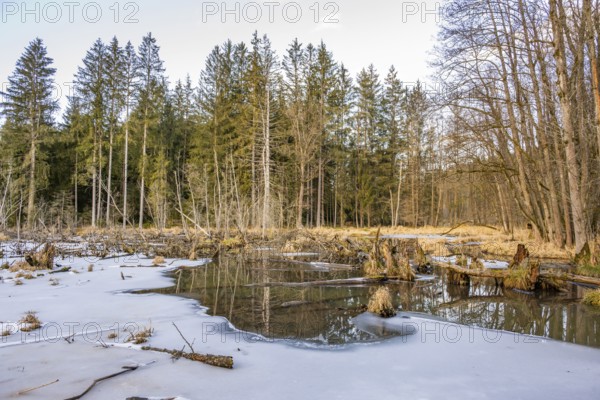 Winterladscape of a swamp with ice, Lengenbach, Deining, Upper Palatinate, Bavaria, Germany, Europe