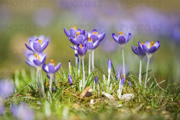 Flowering crocuses (Crocus) in the garden in springtime on a sunny day, Bavaria, Germany, Europe