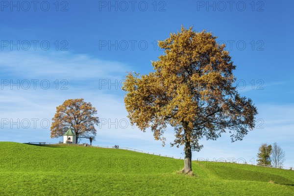 Green meadow with solitary oak tree in autumn, in the background the viewing chapel in Obereck near