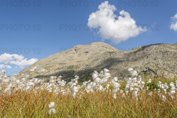 Cotton grass meadow in the Alps in a valley of the Gran Paradiso National Park. Valsavaranche,