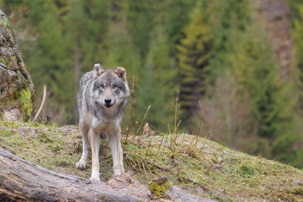 An adult male grey wolf (Canis lupus lupus) stands in a meadow on the top of a hill between a rock