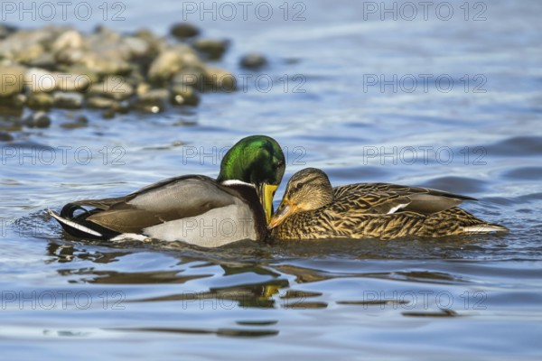 Mallard, Anas platyrhynchos, pair of birds on winter marshes