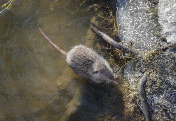 Hamm, North Rhine-Westphalia, Germany - Muskrat on the banks of the river Lippe, ice and snow on