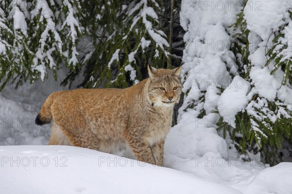 Eurasian lynx, Northern lynx (Lynx lynx lynx) hunting in thick snow in spruce forest in winter,