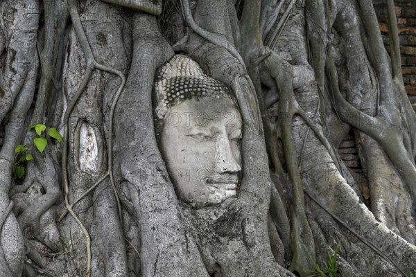 Sandstone Buddha head at the foot of a Bodhi tree in Wat Mahathat, Temple of the Great and Holy