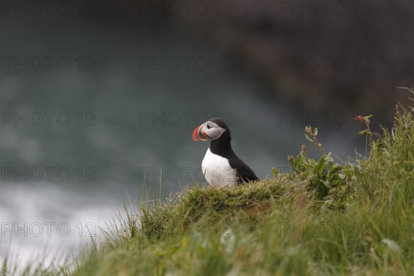 Atlantic Puffin, Common Puffin. Fratercula arctica, at the cliffs of Latrabjarg, Iceland, Europe