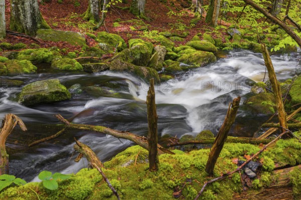 Kleine Ohe creek below Waldhaeuser village in the Bavarian Forest Nationalpark. Flowing water,