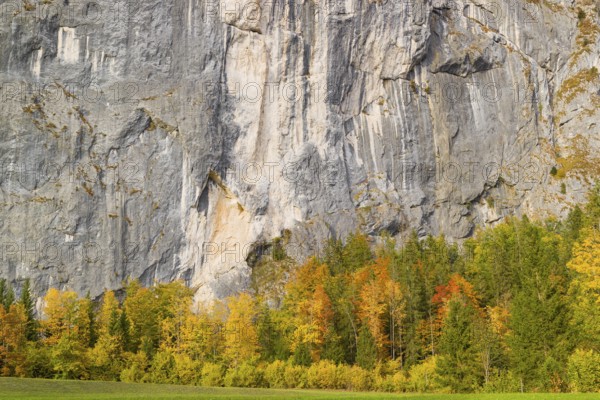 Gößler Wand in autumn. It is a rockwall of 180 m height between the lakes Toplitzsee and Grundlsee.