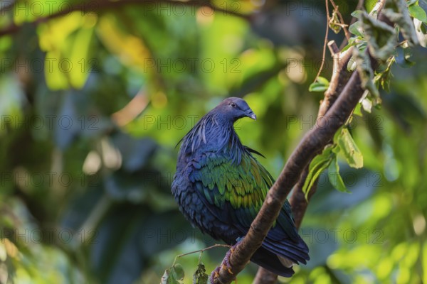 Nicobar Pigeon, Caloenas nicobarica, Nicobar Islands sits on a twig in a forest