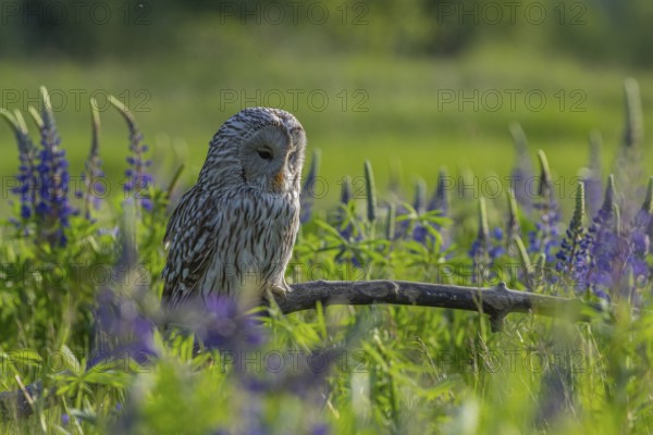 One Ural owl (Strix uralensis) sitting on a branch lying in a field of flowering lupines in late