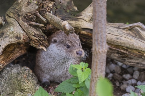 One Eurasian otter (Lutra lutra) resting on the pebbles of a river bank underneath a root of a