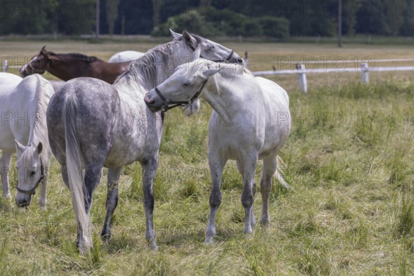 Kladruber horse, mares, grooming each other. National Stud Farm Kladruby nad Labem