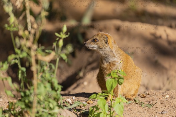 One yellow mongoose, Cynictis penicillata, or red meerkat sitting on sandy terrain