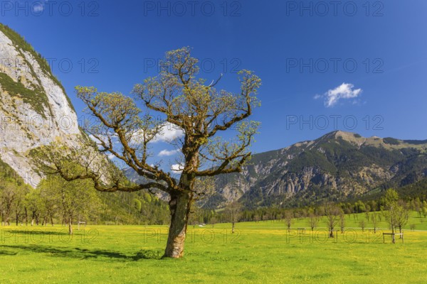 Nature conservancy area Grosser Ahornboden. Sycamore maple trees, Acer pseudoplatanus, in