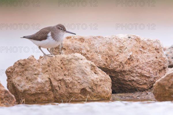 Common sandpiper (Actitis hypoleucos) Snipe bird, foraging in mud and rocks, resting, limicole,