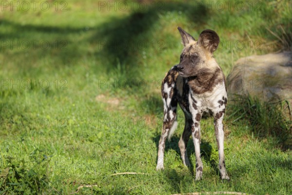 An African Wild Dog, Lycaon pictus, stands on a green meadow in bright sunlight, watching something