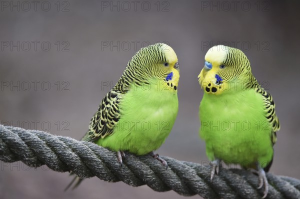 Budgerigars, (Melopsittacus undulatus) courtship display on a rope